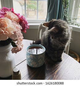 Small Kitten Reading Tea Leaves 