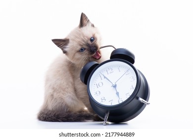 Small kitten Siamese Thai breed. A cat with blue eyes and a beige color is sitting near the alarm clock. Feeding and living regimen concept. High quality photo - Shutterstock ID 2177944889
