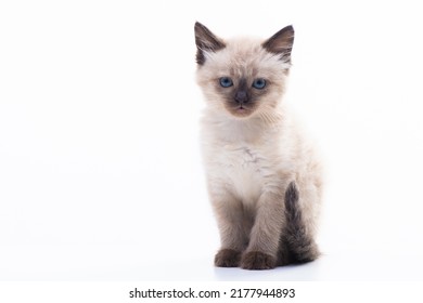 34,192 Thai breeding Images, Stock Photos & Vectors | Shutterstock