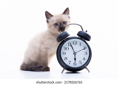 Small kitten Siamese Thai breed. A cat with blue eyes and a beige color is sitting near the alarm clock. Feeding and living regimen concept. High quality photo - Shutterstock ID 2178326765