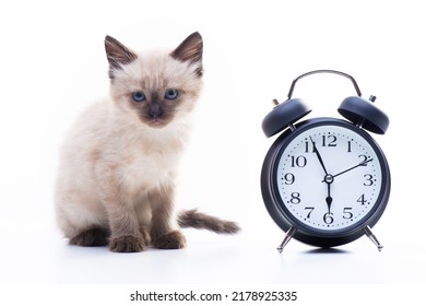 Small kitten Siamese Thai breed. A cat with blue eyes and a beige color is sitting near the alarm clock. Feeding and living regimen concept. High quality photo - Shutterstock ID 2178925335