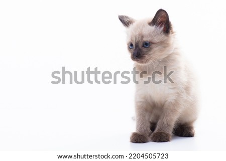 A small kitten sits and looks thoughtfully. Isolated on white background. Concept of goods for cats, veterinary clinic and pet shop. High quality photo