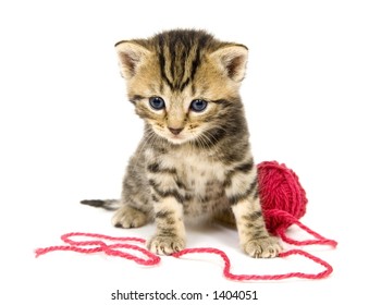 A small kitten sits next to a ball of red yarn on a white background. These kittens are being raised on a farm in central Illinois - Shutterstock ID 1404051