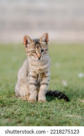 A Small Kitten Sits On The Grass, With One Blind Eye. Sitting Outside On The Grass In Summer. Concept Handicapped Animals. Isolated, No People