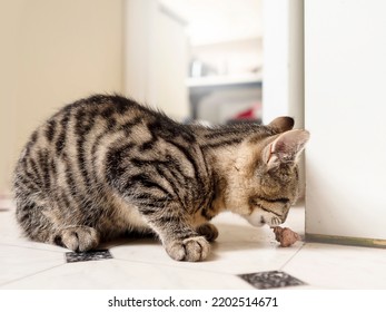 Small Kitten With Tiger Style Fur Eating. Animal Pet Care. Cat Feeding Time. Light And Airy Mood.