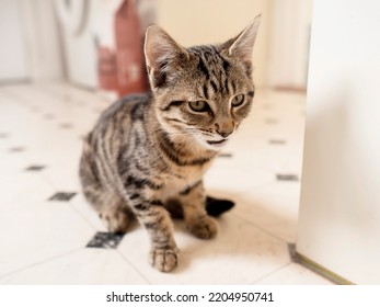 Small Kitten With Tiger Style Fur Eating. Animal Pet Care. Cat Feeding Time. Light And Airy Mood.