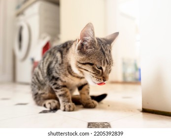 Small Kitten With Tiger Style Fur Eating. Animal Pet Care. Cat Feeding Time. Light And Airy Mood.