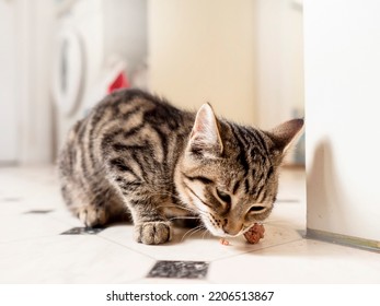 Small Kitten With Tiger Style Fur Eating. Animal Pet Care. Cat Feeding Time. Light And Airy Mood.