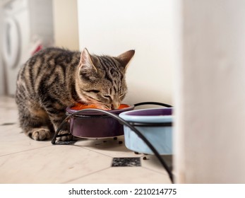 Small Kitten With Tiger Style Fur Drinking From A Bowl. Animal Pet Care. Cat Feeding Time. Light And Airy Mood.