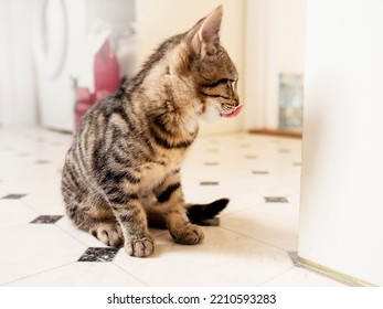 Small Kitten With Tiger Style Fur Licking Its Nose After Eating. Animal Pet Care. Cat Feeding Time. Light And Airy Mood.