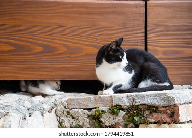 Small kitten trying to reach his mother cat from underneath the door. Family of stray cats surviving on the street, little kitten playing with his paws - Powered by Shutterstock