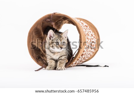 Small kitten with tunnel