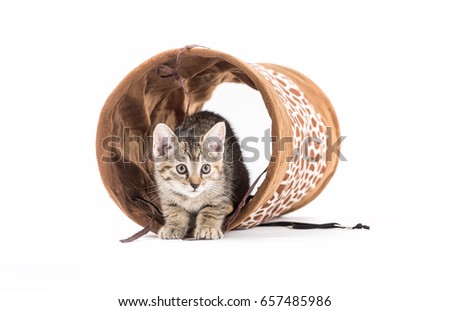 Small kitten with tunnel