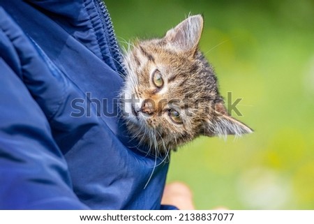 A small kitten is warmed by a woman under a jacket. Woman holding a kitten
