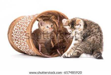 Small kittens with tunnel