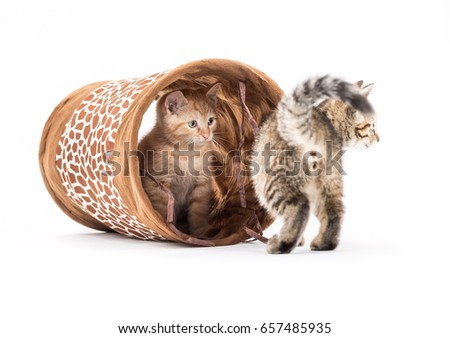 Small kittens with tunnel
