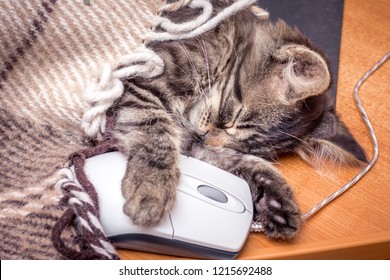 A small kitty covered with a blanket sleeping near a computer mouse. Break in work