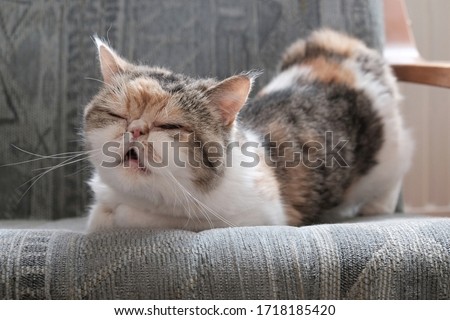 A small kitty in heat  sits in an armchair and bends in a characteristic way. This is the Exotic cat breed. It is similar to a Persian cat, but has short hair.