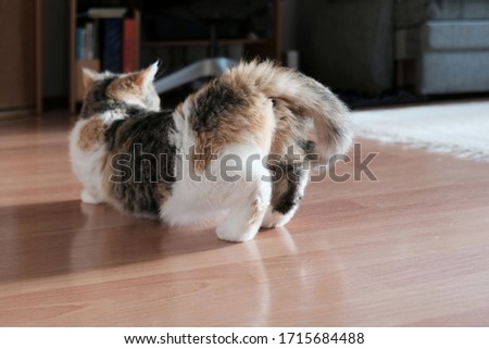 A small kitty in heat is standing in a characteristic position with a raised tail in the room. This is the Exotic cat breed. It is similar to a Persian cat, but has short hair.