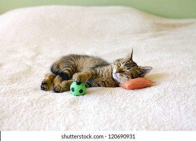 Small Kitty With Red Pillow And Soccer Ball