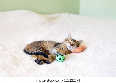  Small Kitty With Red Pillow And Soccer Ball