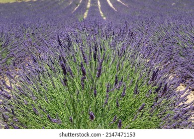 Small knoll on gravel dry soil with young green lavender bushes in purple bloom, endless rows of lavender field extending beyond horizon. Vaucluse, Provence, France