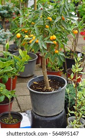 Small Kumquat Tree In Pot