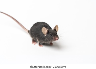 2,615 Lab Black Mouse Images, Stock Photos & Vectors 