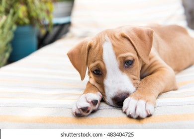 Small Labrador Mix Puppy Laying Outside Stock Photo 483404725 ...