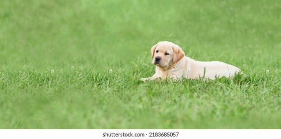 A small labrador puppy lying on the green grass. Background in blur. Photo with copy space. - Shutterstock ID 2183685057
