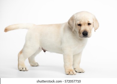 lab small dog