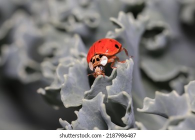 Small Lady Bug On Kale Plant Close Up Shot