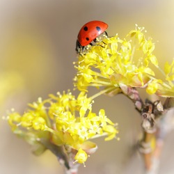 Small Ladybird On A Yellow Flower In Springtime