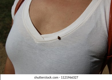 a small ladybug
