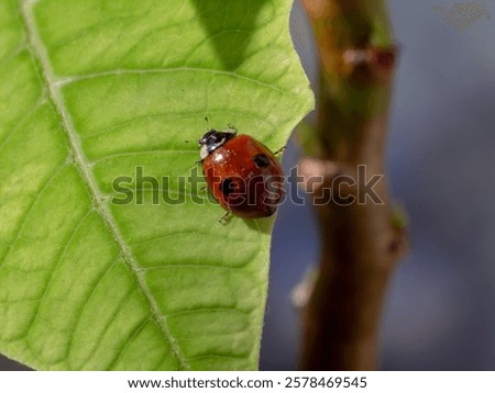 Similar – Image, Stock Photo A small ladybug crawls over a leaf. It glows red and stands out so well against the green.