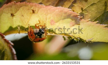 A small ladybug explores a colorful leaf, while tiny aphids gather around in the warm sunlight of a summer garden.
