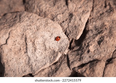 Small ladybug in the middle of desert rocks - Powered by Shutterstock