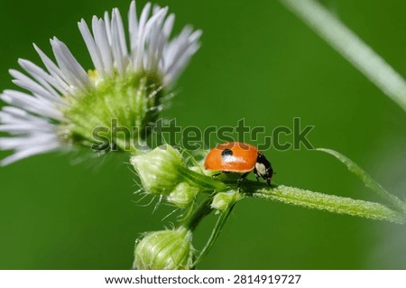 A small ladybug on a small white daisy close-up on a green background