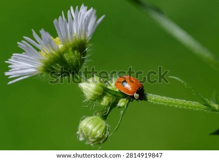 A small ladybug on a small white daisy close-up on a green background