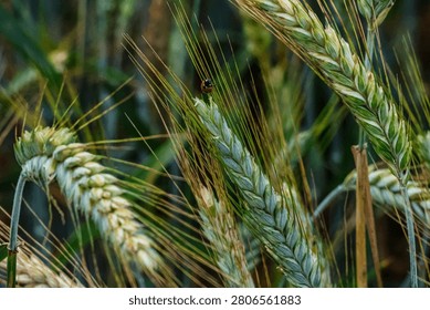 A small ladybug rests on a developing wheat ear, surrounded by other stalks in a natural outdoor setting