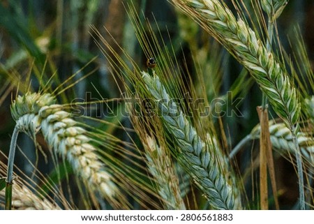 A small ladybug rests on a developing wheat ear, surrounded by other stalks in a natural outdoor setting