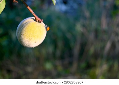 A small ladybug rests on the stem of a fuzzy fruit hanging from a branch. The subject is photographed close up with a soft blurred background and natural outdoor light.