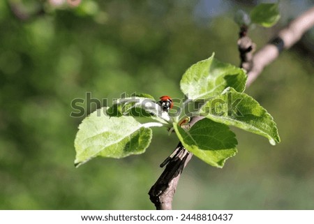 A small ladybug sits on an apple tree branch