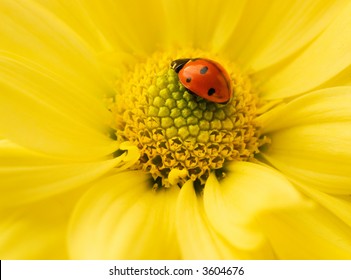 Small ladybug sleeping on yellow flower's petals