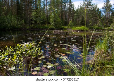 Small Lake In The Forest With Reflection And Wild Water Lily, Norway