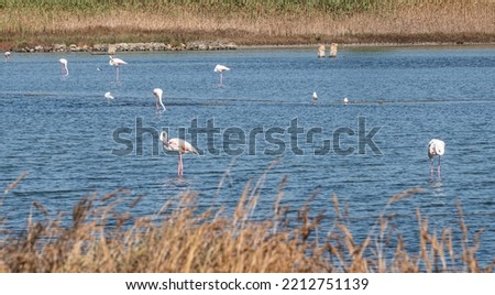 Small lake in the natural oasis of Vendicari with many pink flamingos