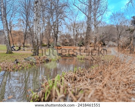 a small lake in a park where animals like ducks, fish, geese live. Czech. Prague