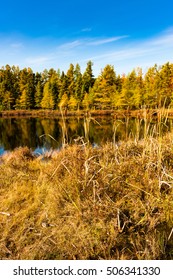 Small lake with pine trees in the Fall