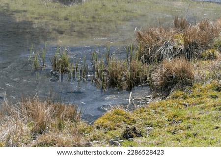 small lake pond surrounded by grass with tufts bushes of grass growing out of the water reeds and skinny stalks wetland concept pristine untouched nature and relaxation
