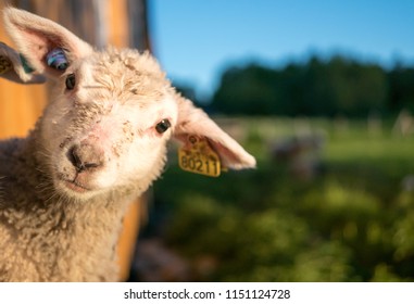 Small Lamb On Lofoten